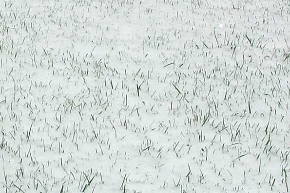 20061012-Snow