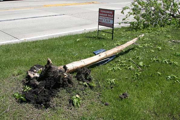 second-tree-uproot