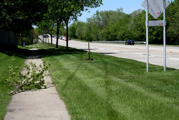 tire-tracks-tree-snap