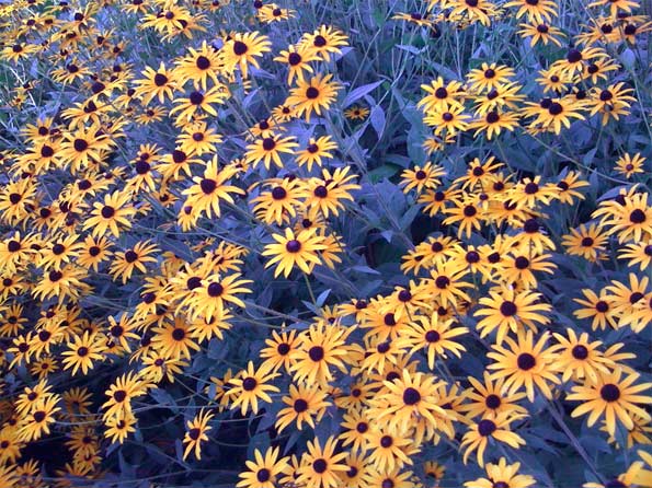 Black-eyed-Susan-flowers-fu