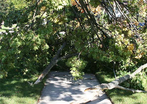 Maple-Tree-blocks-sidewalk