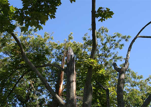 Maple-Tree-snapped-in-half