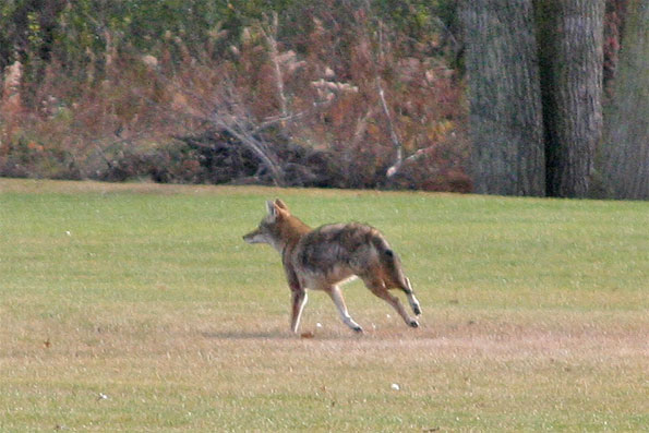 Coyote November 2010