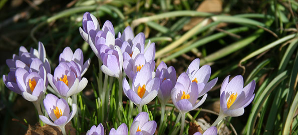 Crocus