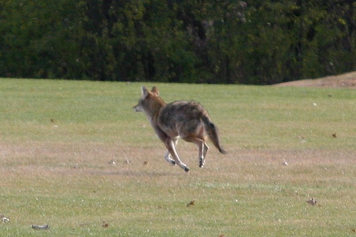 Coyote in Arlington Heights in November 2010 running through a cemetery