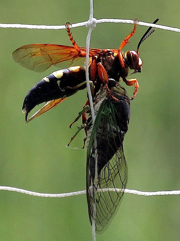 giant japanese hornet sting wound