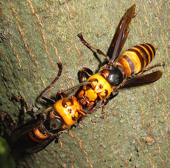 giant japanese hornet sting wound