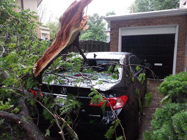 Tree on Acura