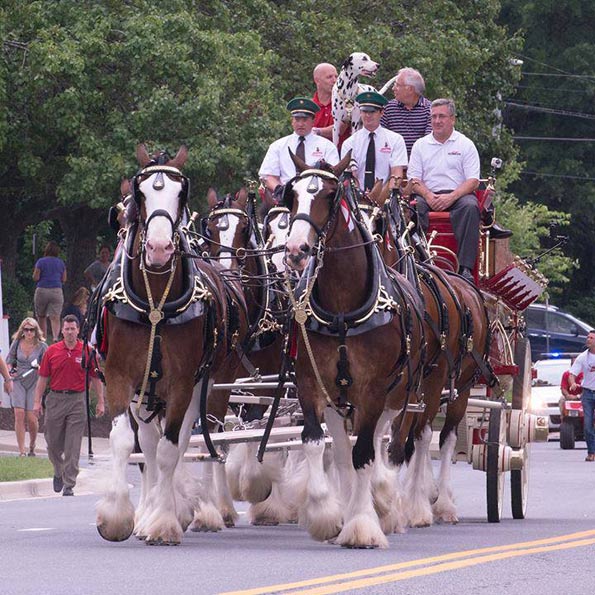 Budweiser Clydesdales