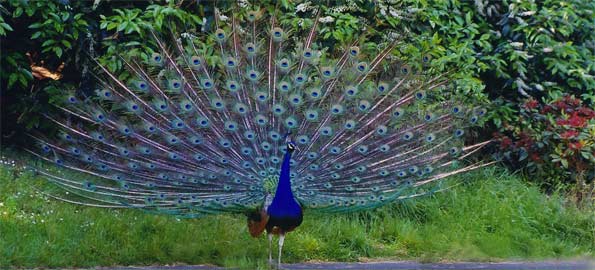 Peacock