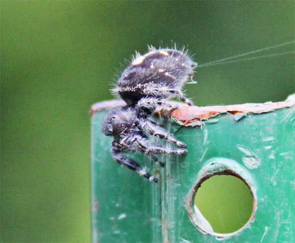 Common Jumping Spider (Phidippus audax) in Illinois