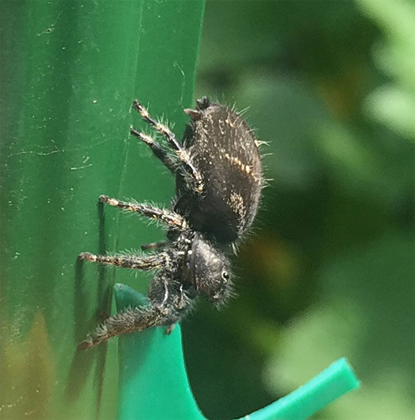 Common Jumping Spider (Phidippus audax) in Illinois