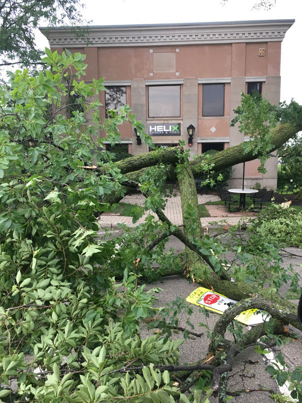 Tree damage at former Village Hall Itasca