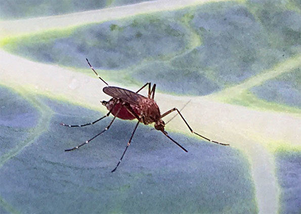 Inland Floodwater (Aedes vexans) or Asian Tiger Mosquito (Aedes albopictus) on Broccoli