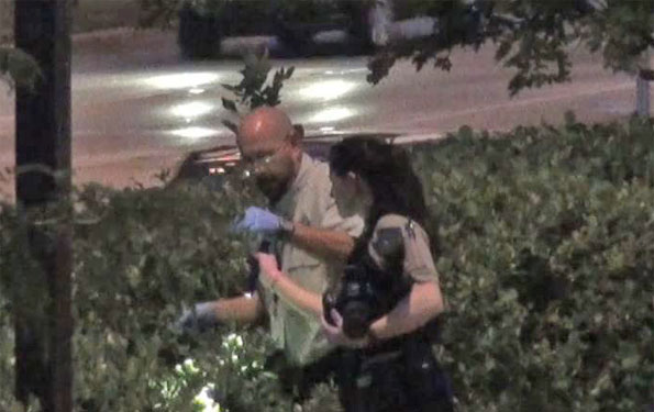 Evidence collection in bushes at Schaumburg Walgreens shooting.