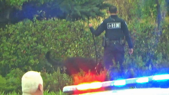Armed robbery Deer Park K-9 search Route 53