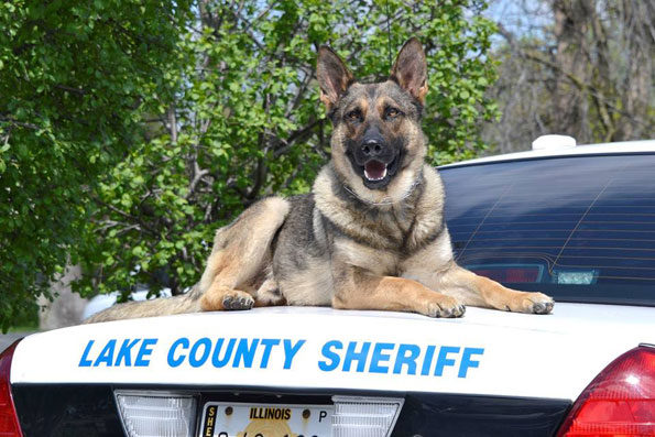 K-9 Duke, Lake County Sheriff