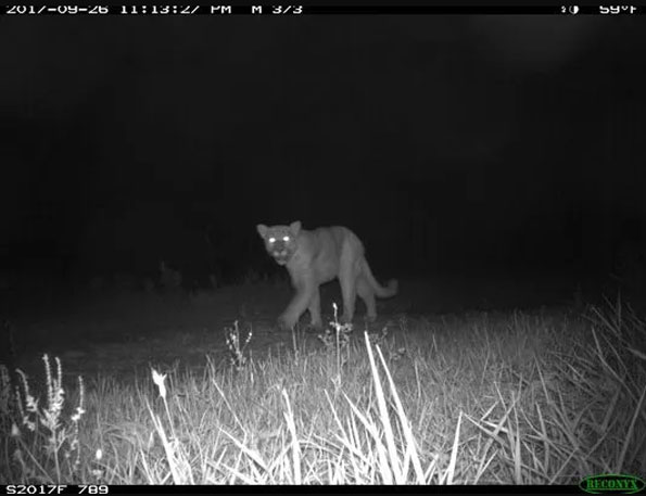 Cougar in Juneau County Wisconsin