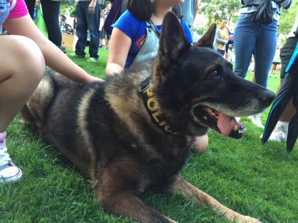 Arlington Heights Police K-9 Max