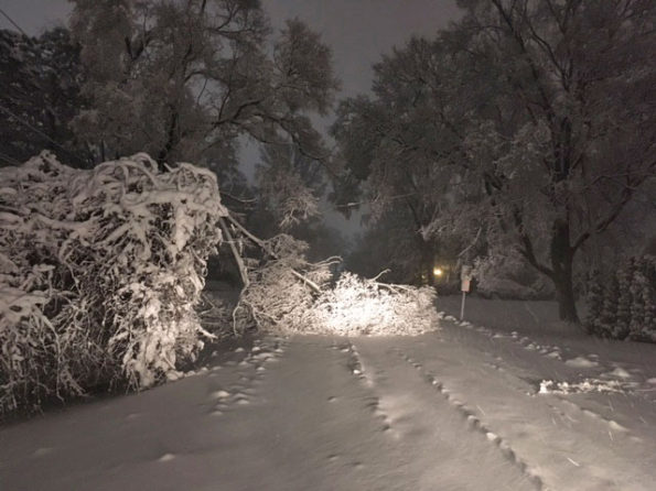 Tree down Olive Street near Windsor Drive