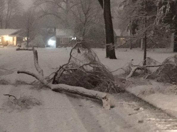 Tree branch down Clarendon Street Arlington Heights