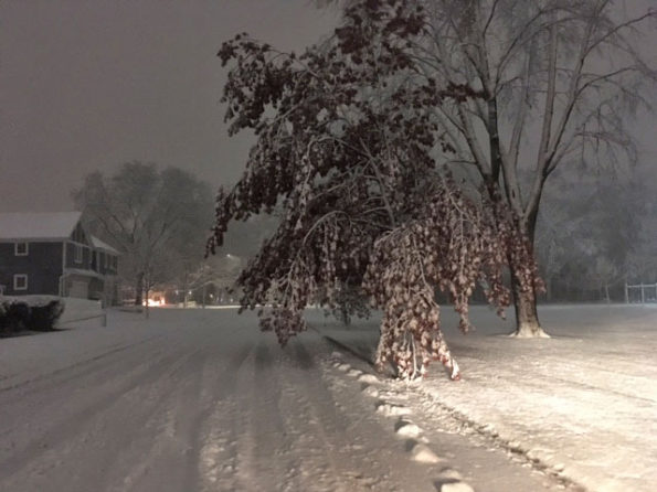Tree drooping on Douglas Avenue at Greens Park in Arlington Heights
