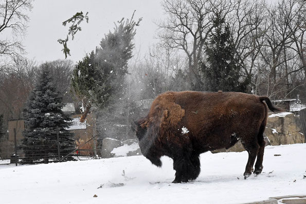 Ron the Bison seems to enjoy tossing a tree