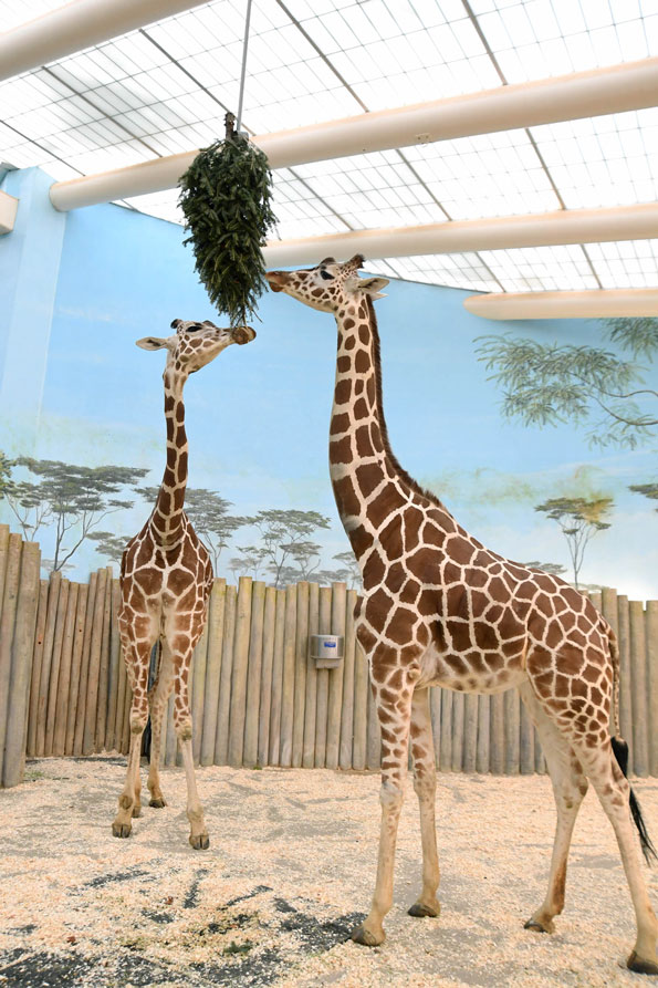 Giraffes eating inverted tree at Brookfield Zoo