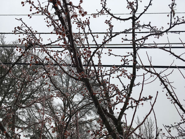 Iced tree and utility lines Arlington Heights February 12, 2019