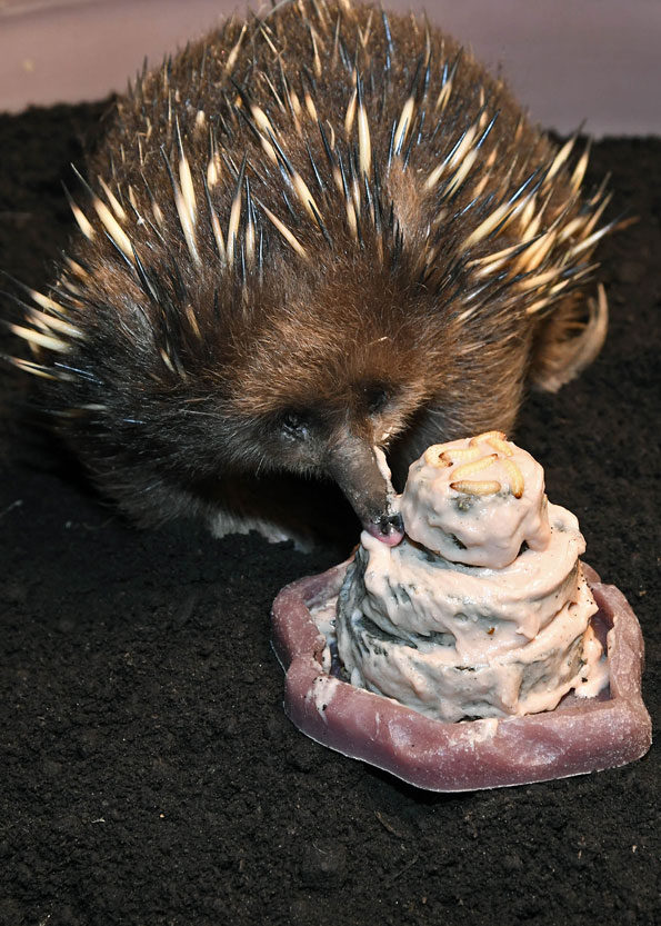 Short-Beaked Echidna Birthday Brookfield Zoo