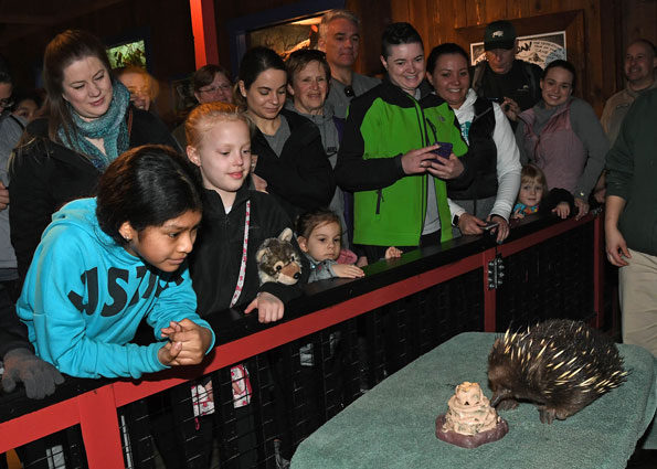 Short-Beaked Echidna Birthday Brookfield Zoo