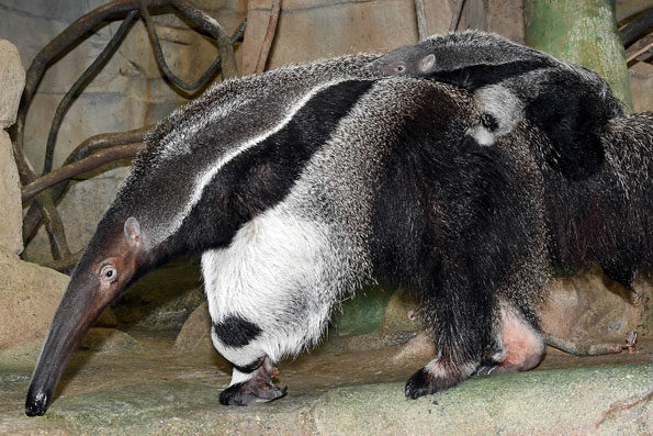 Giant Anteater Birth Brookfield Zoo