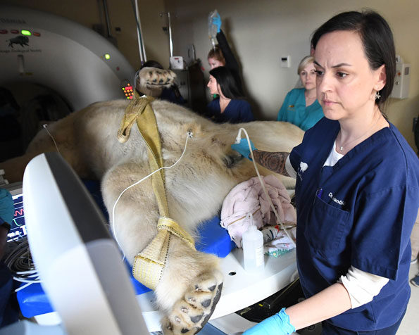 Dr. Marina Ivančić, veterinary radiologist for the Chicago Zoological Society, takes an ultrasound of Hudson, Brookfield Zoo’s 12-year-old male polar bear, during a physical examination.