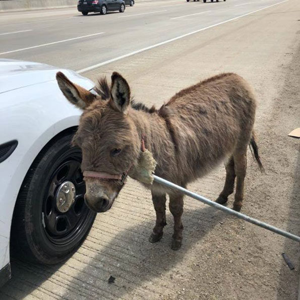 Cook County Sheriff's Deputy finds donkey on Interstate 90 near Arlington Heights Road