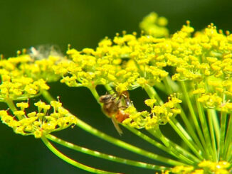 Wild Parsnip flower (PHOTO CREDIT: ABC 7 Chicago)