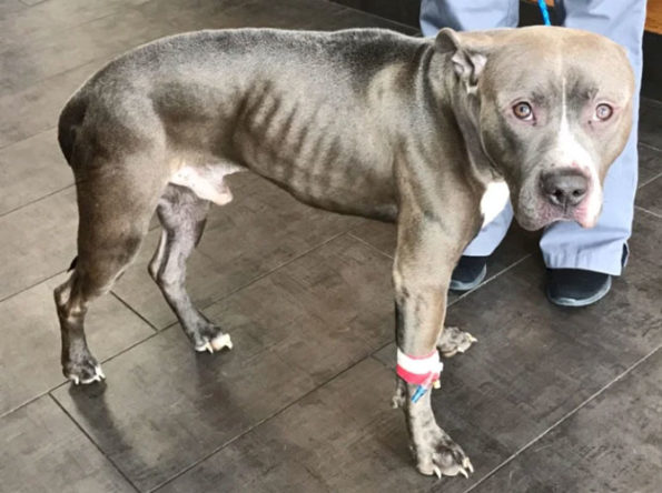 Male Pit Bull 'Vinny' found neglected Forest Avenue and 87th Street, Willow Springs (SOURCE:Cook County Bureau of Administration/Cook County Animal and Rabies Control)