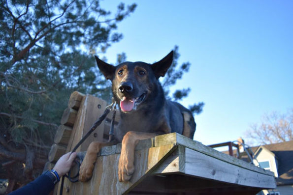 K9 Diesel, Lake County Sheriff's Office