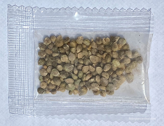Unsolicited seeds from China delivered in mail -- internal clear plastic package Unsolicited seeds from China delivered in mail -- internal clear plastic package