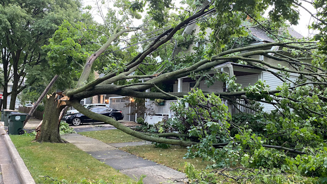 Tree down Tree down