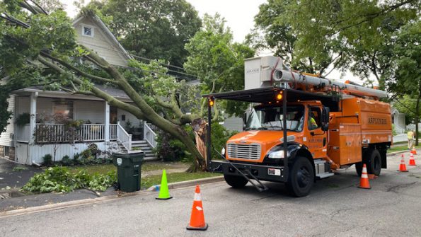 Asplundh crew removing downed tree on power line in Arlington Heights