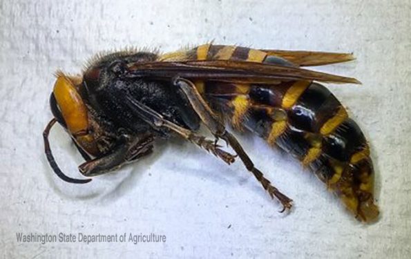 Asian Giant Hornet trapped July 14, 2020 in Birch Bay, Washington