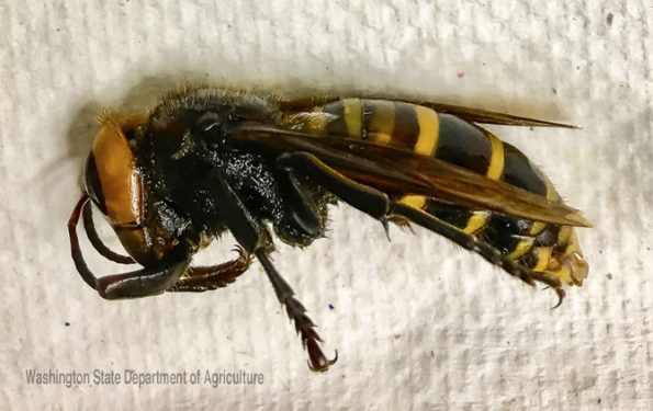 Asian Giant Hornet trapped July 14, 2020 in Birch Bay, Washington