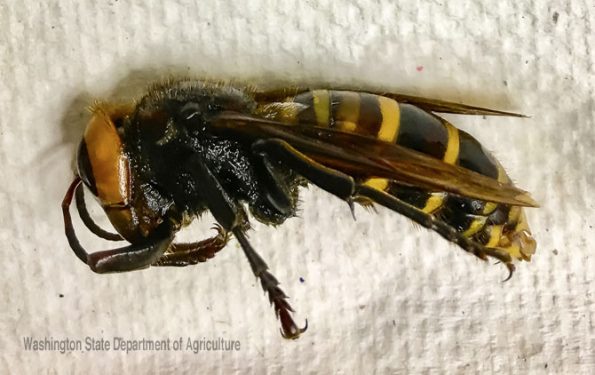 Asian Giant Hornet trapped July 14, 2020 in Birch Bay, Washington