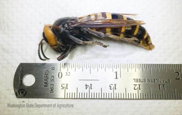 Asian Giant Hornet trapped July 14, 2020 in Birch Bay, Washington