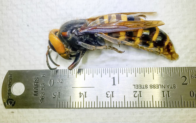 Asian Giant Hornet trapped July 14, 2020 in Birch Bay, Washington