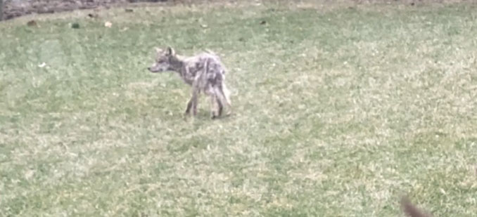 Emaciated coyote with mange immediately after it was seen eating a dead coyote and drinking water at a wet area near a sump pump outlet in a backyard in Arlington Heights in late March 2020