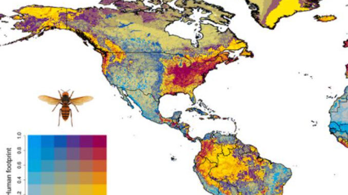 Climate Suitability of Asian Giant Hornet (SOURCE: Proceedings of the National Academy of Sciences of the United States of America | Assessing the ecological niche and invasion potential of the Asian giant hornet)