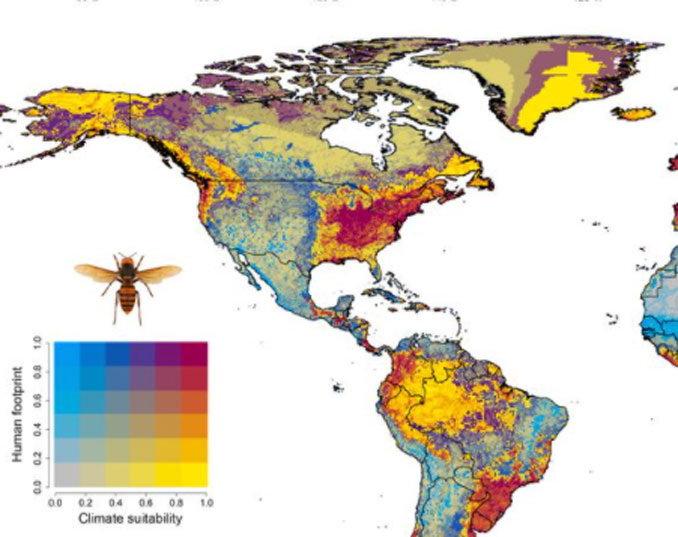 Climate Suitability of Asian Giant Hornet (SOURCE: Proceedings of the National Academy of Sciences of the United States of America | Assessing the ecological niche and invasion potential of the Asian giant hornet)