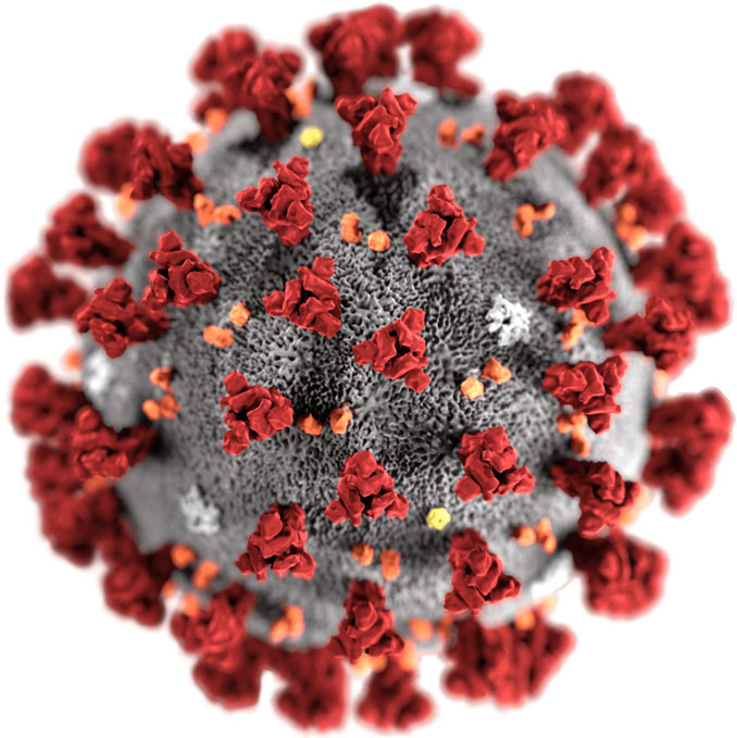 This illustration, created by Alissa Eckert, MS; Dan Higgins, MAM at the Centers for Disease Control and Prevention (CDC), reveals ultrastructural morphology exhibited by coronaviruses. Note the spikes that adorn the outer surface of the virus, which impart the look of a corona surrounding the virion, when viewed electron microscopically. A novel coronavirus, named Severe Acute Respiratory Syndrome coronavirus 2 (SARS-CoV-2), was identified as the cause of an outbreak of respiratory illness first detected in Wuhan, China in 2019. The illness caused by this virus has been named coronavirus disease 2019 (COVID-19)