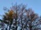 Clear skies and sun in the trees just before sunset